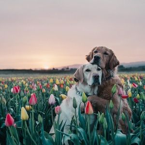 Meet your Posher, Lorin